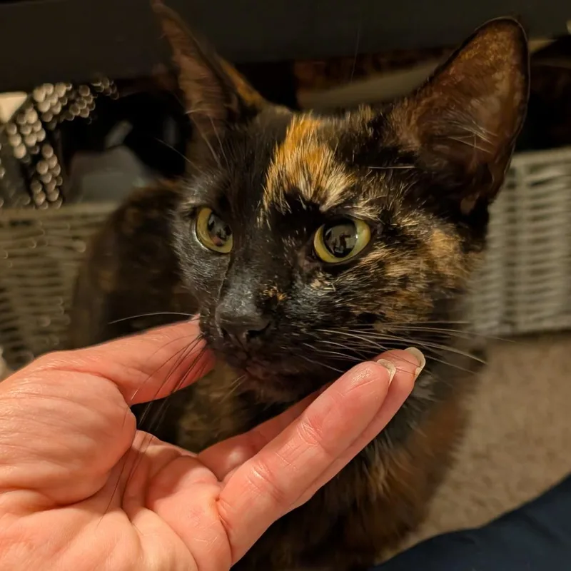 A young small-sized female Black Domestic Short Hair cat named Rhea for adoption in Oceanside, CA