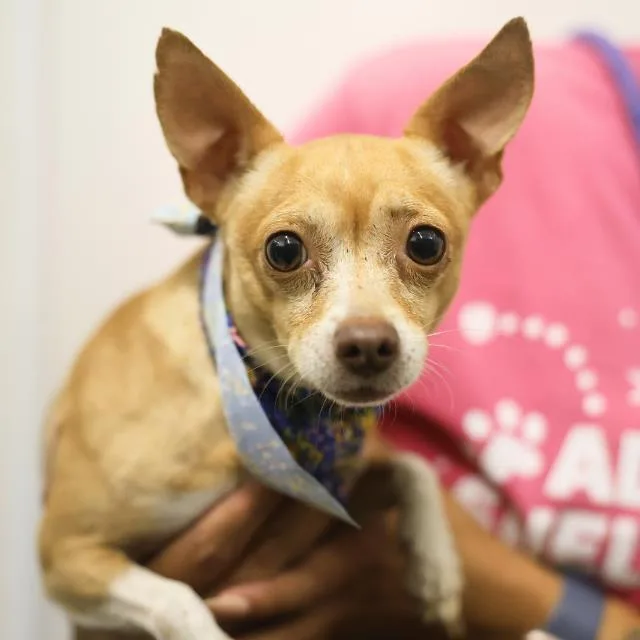 An adult small-sized male Chihuahua dog named Bello for adoption in San Antonio, TX