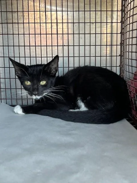 A baby small-sized female Domestic Short Hair cat named Molly for adoption in Miami, FL