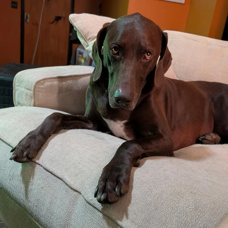 An adult large-sized male Brown / Chocolate German Shorthaired Pointer dog named Odin for adoption in Wichita, KS