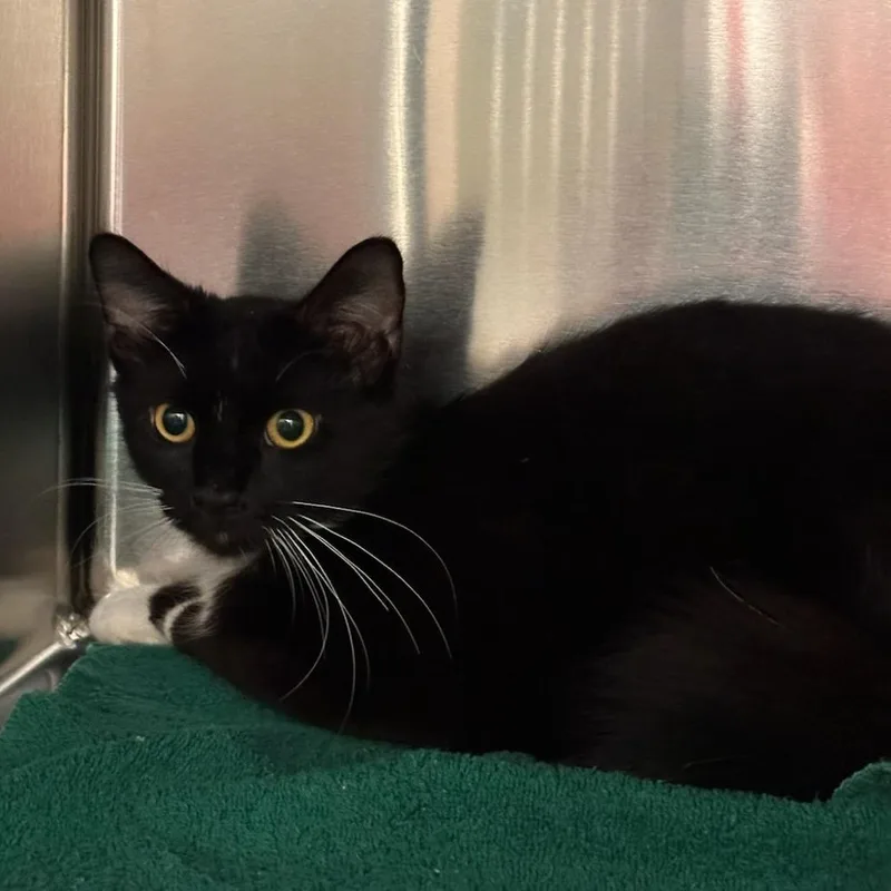 A young medium-sized female Black Domestic Short Hair cat named Brie for adoption in Springfield, MA
