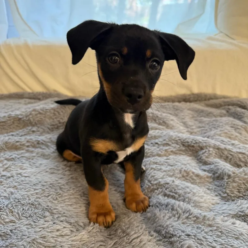 Manning Pup: Eli thumbnail 2