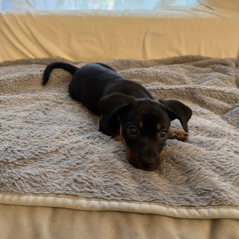 Manning Pup: Eli thumbnail 3