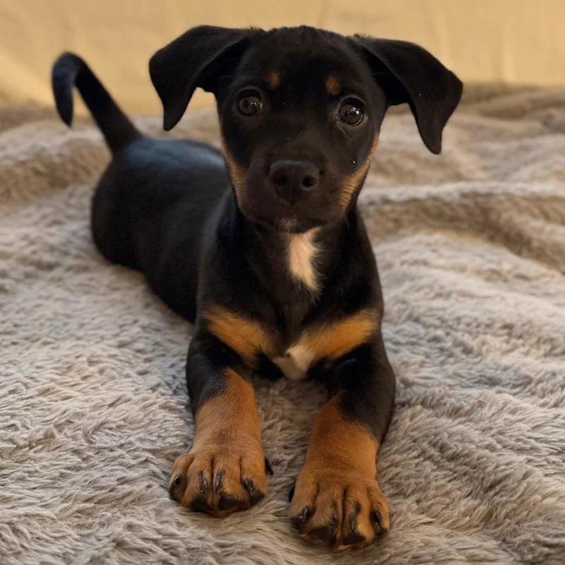 Manning Pup: Eli thumbnail 4