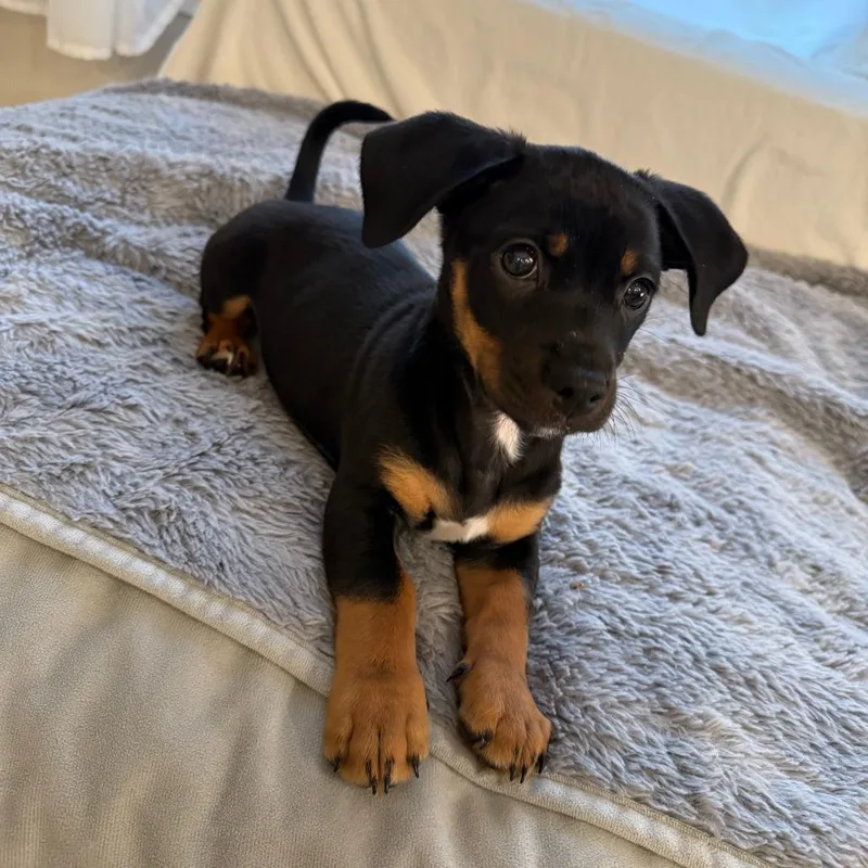 Manning Pup: Eli thumbnail 5