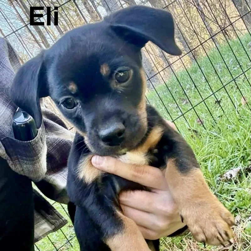 Manning Pup: Eli thumbnail 6