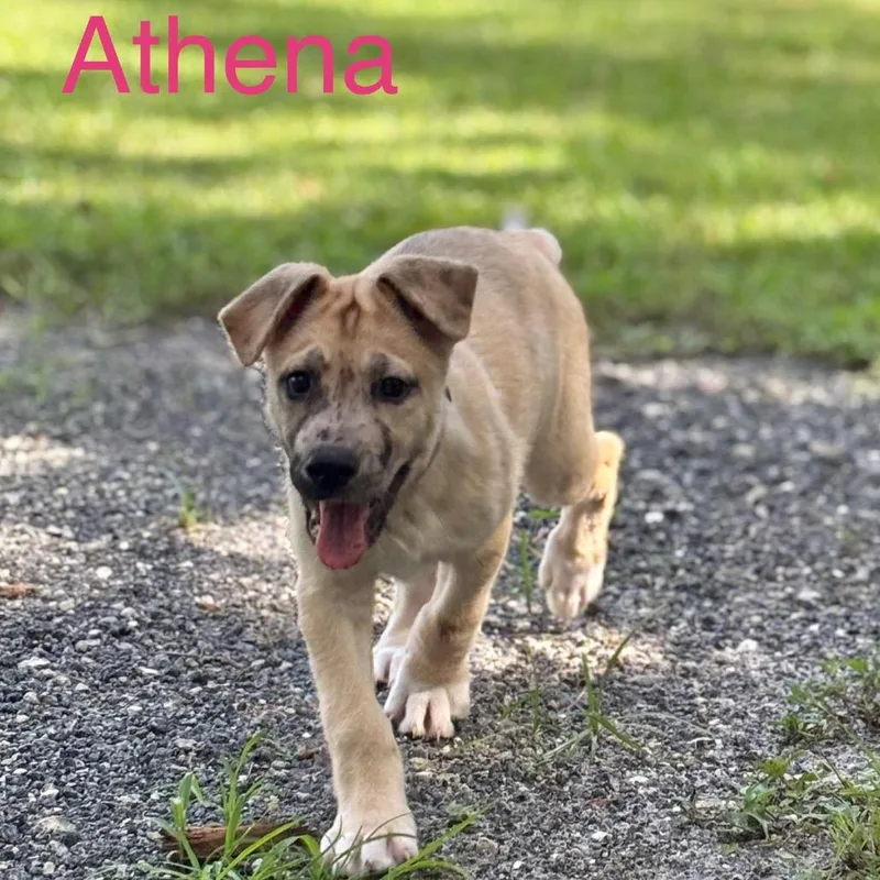 Athena thumbnail 4