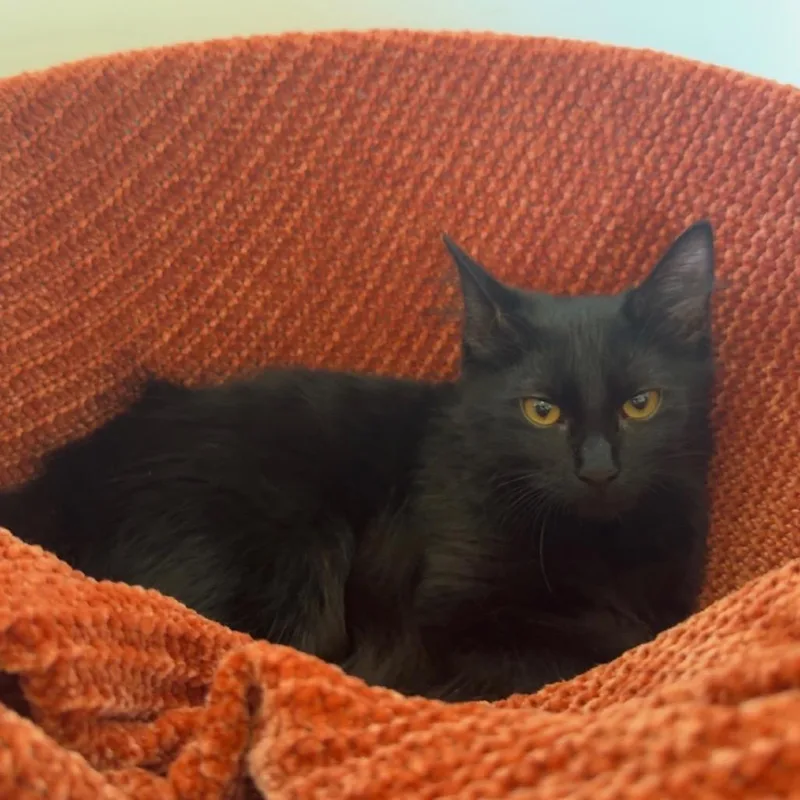 A baby small-sized female Black Domestic Long Hair cat named Pearl for adoption in Fredericksburg, VA