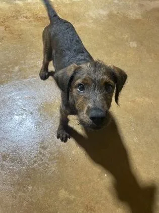 A baby large-sized male Brindle Labradoodle dog named Tucker for adoption in Jackson, GA