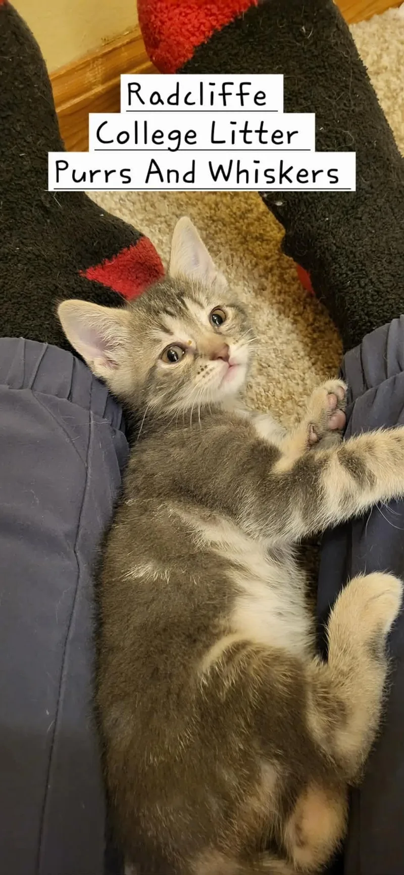 A baby medium-sized female Tabby (Tiger Striped) Domestic Short Hair cat named Radcliffe for adoption in New Hartford, NY