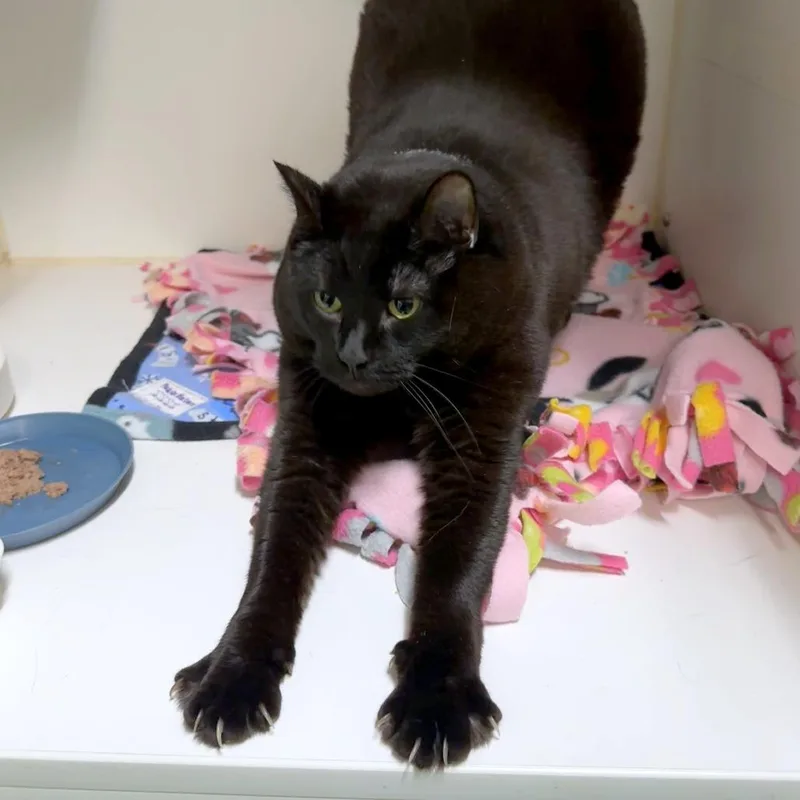 An adult extra large-sized female Black Domestic Short Hair cat named Milo for adoption in Woodinville, WA