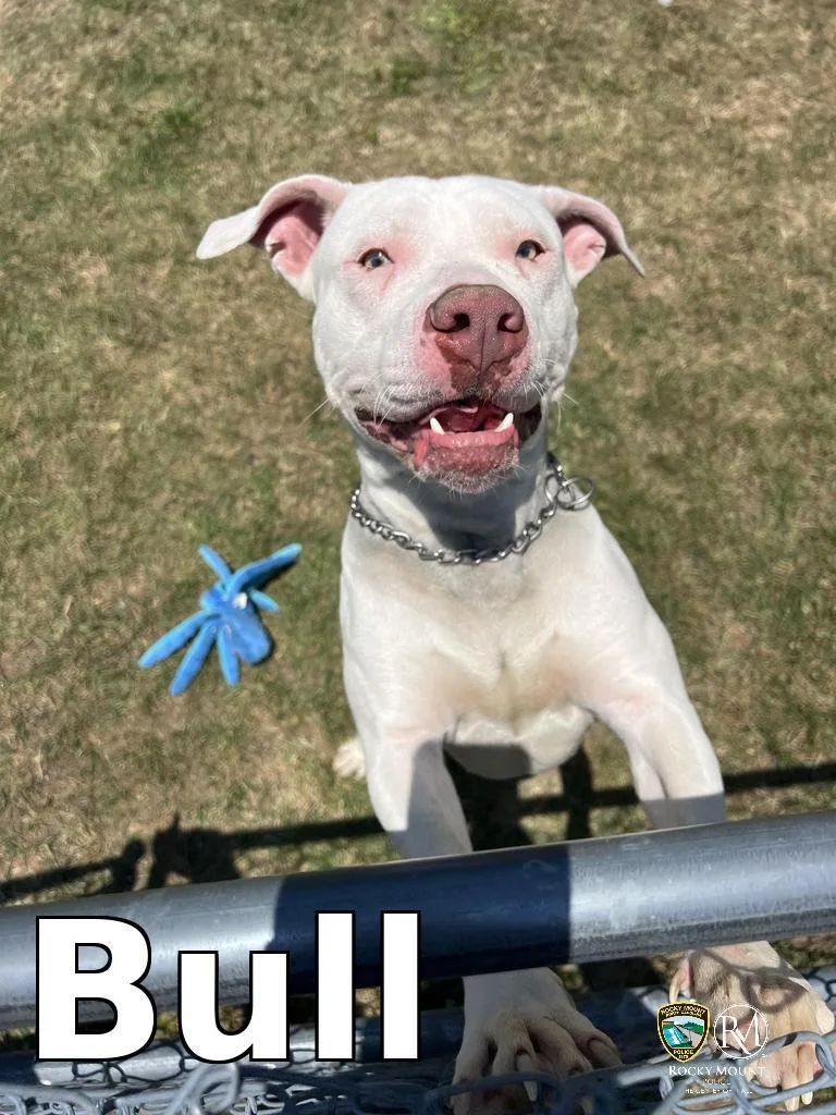 An adult medium-sized male Pit Bull Terrier dog named Bull for adoption in Rocky Mount, NC