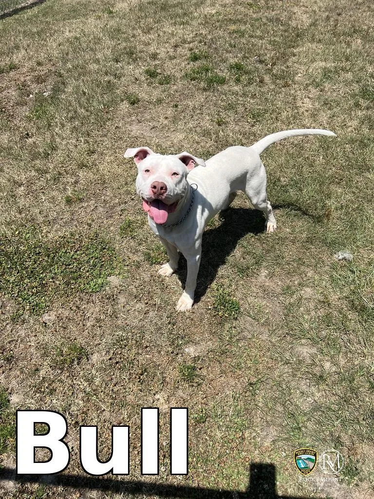 Bull thumbnail 2