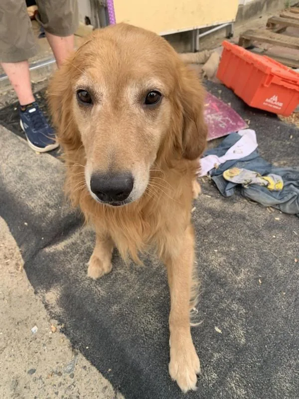 An adult large-sized male Golden Retriever dog named B for adoption in Salisbury, MD