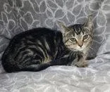 A baby small-sized female Domestic Short Hair cat named 7126 (Poppy) for adoption in Lake City, MI