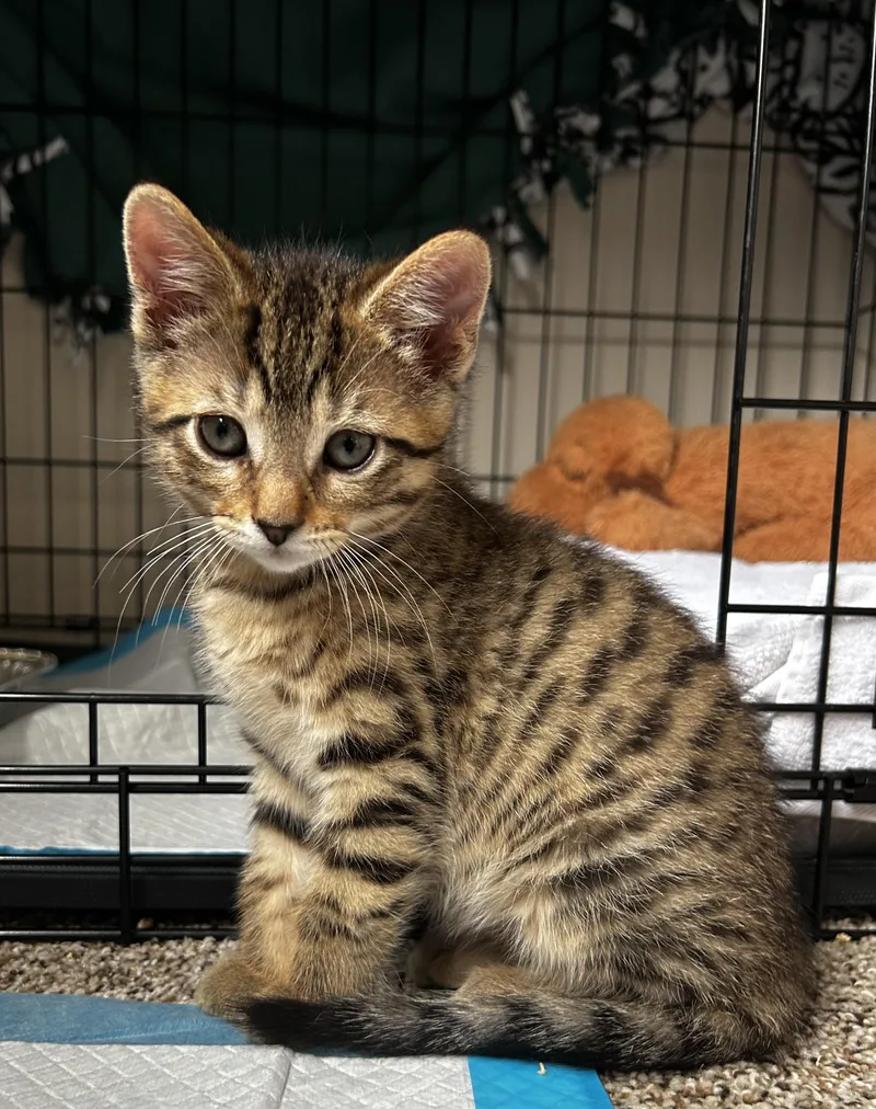 A young medium-sized male Tabby (Orange / Red) Domestic Short Hair cat named Phoenix for adoption in Grayslake, IL