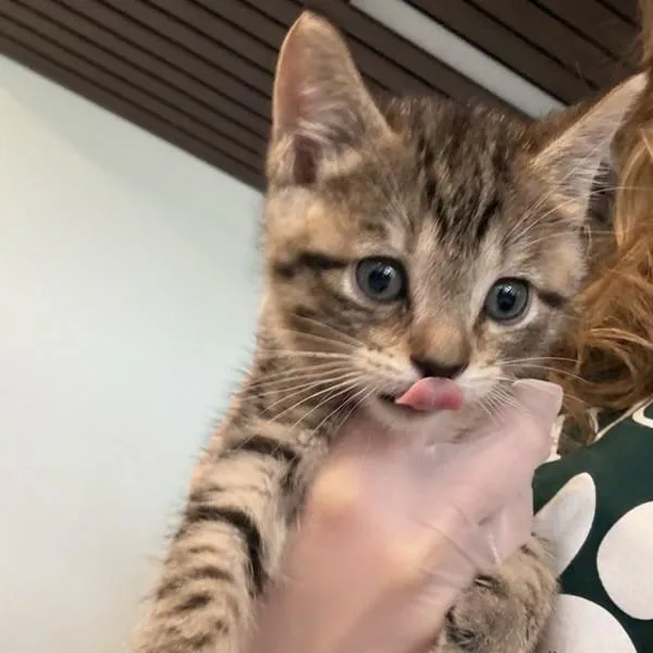 A baby small-sized male Domestic Short Hair cat named Dakota for adoption in Des Moines, IA