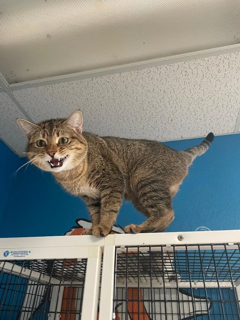 An adult large-sized male Domestic Short Hair cat named Leo for adoption in Fort Worth, TX
