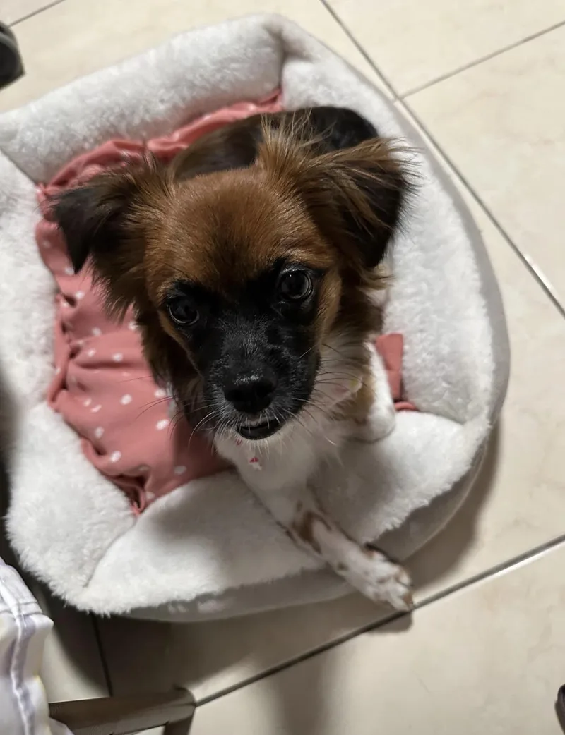 A young small-sized female Pekingese dog named Kora for adoption in New York, NY