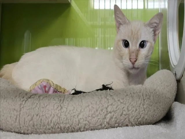 An adult small-sized male Domestic Short Hair cat named Casper for adoption in Woodland, CA