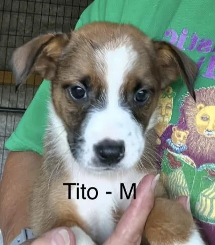 Tito
