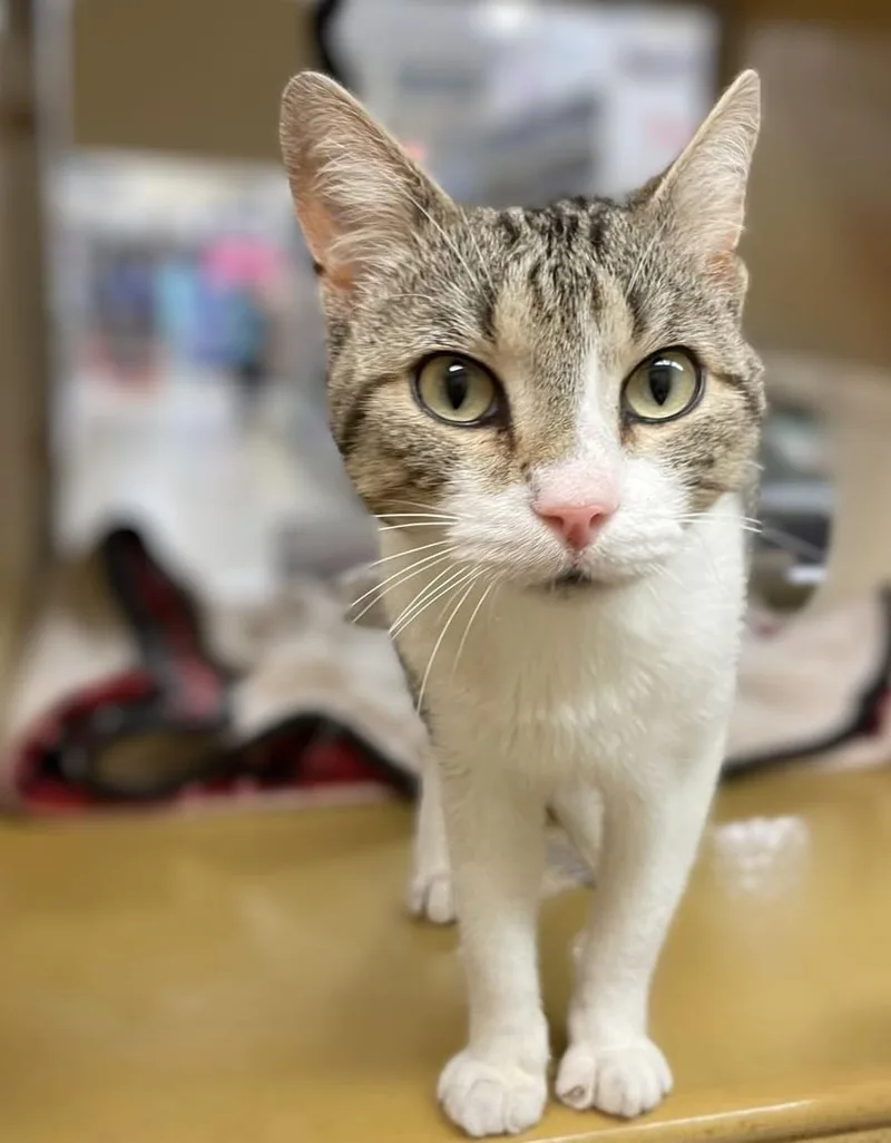 An adult medium-sized male White Domestic Short Hair cat named Whistle for adoption in Pearland, TX
