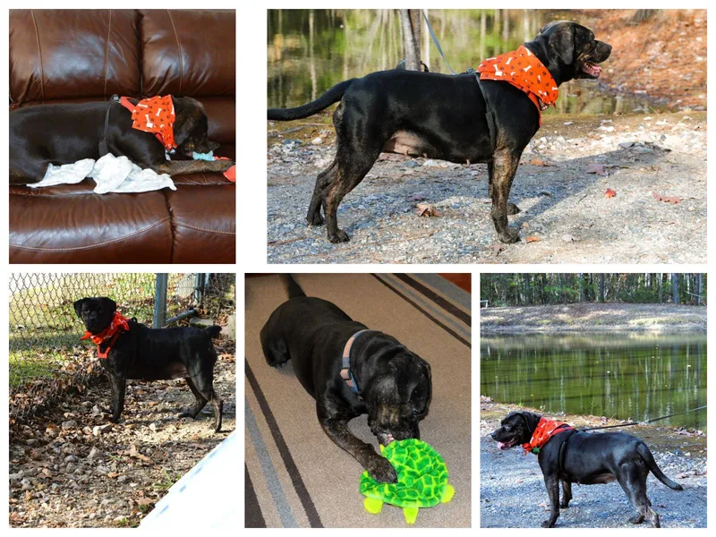 Baby Cakes Sweet Girl thumbnail 2