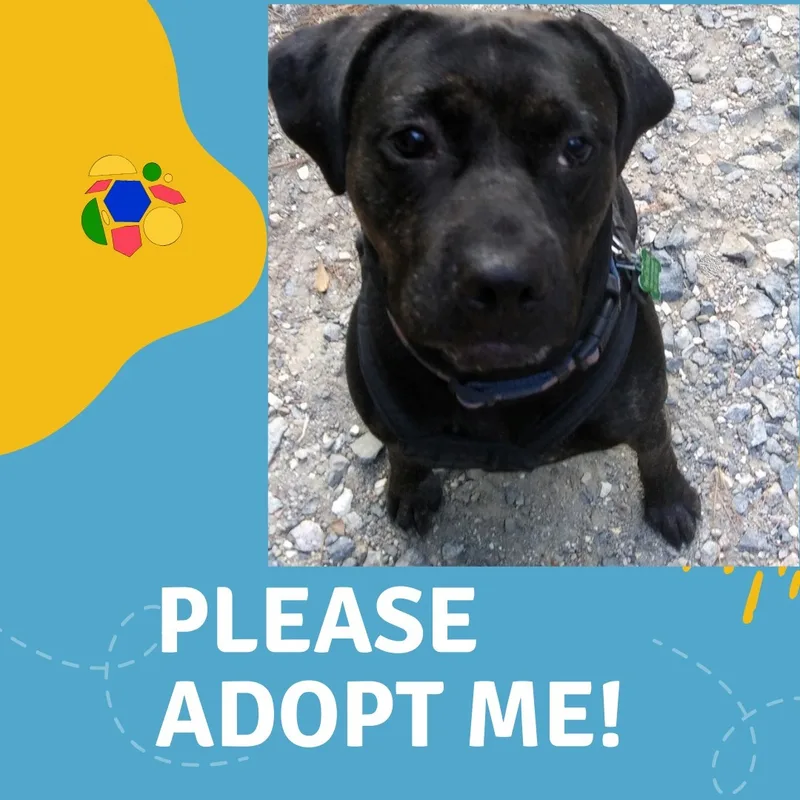 Baby Cakes Sweet Girl thumbnail 4