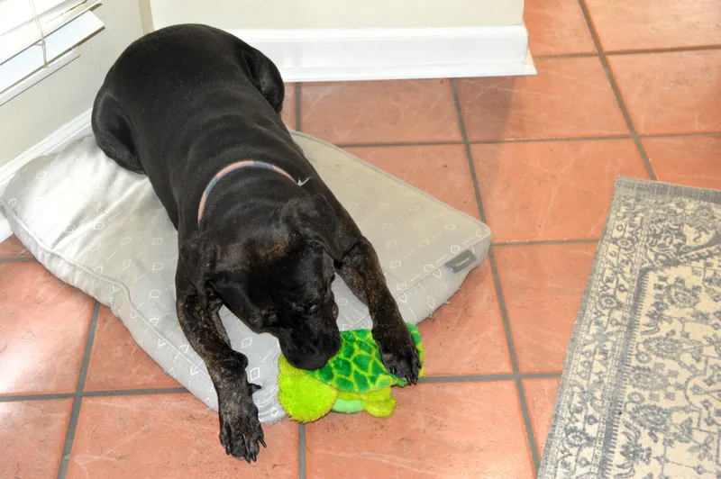 Baby Cakes Sweet Girl thumbnail 5