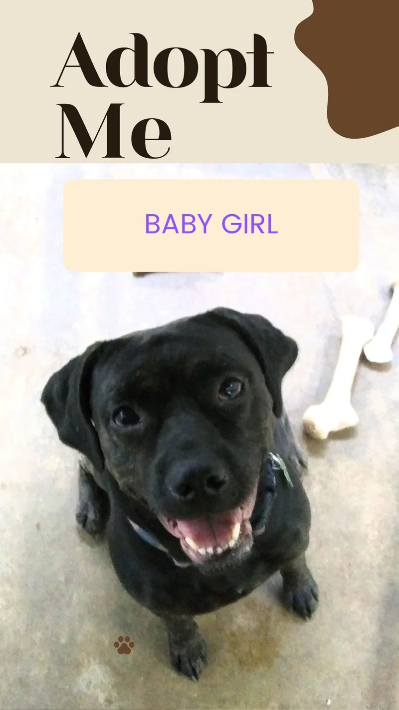 Baby Cakes Sweet Girl thumbnail 6