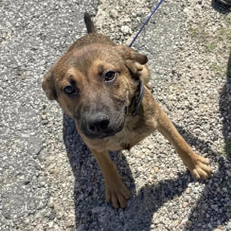 A young medium-sized male Shepherd dog named Snickers for adoption in Bloomfield, CT