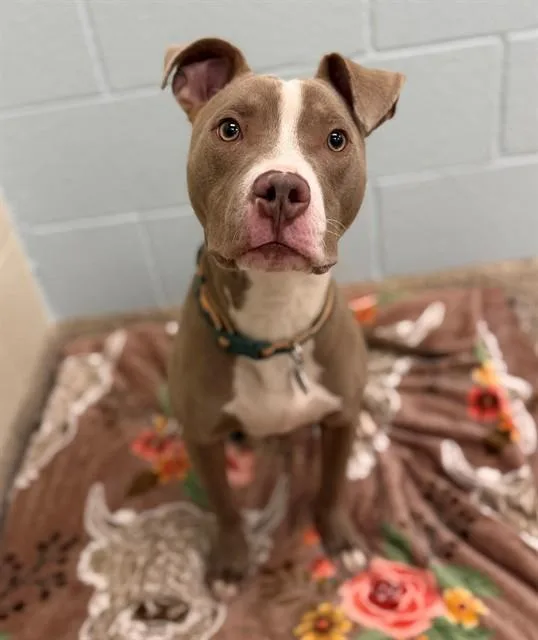 A young small-sized male Pit Bull Terrier dog named Kevin for adoption in Brighton, CO