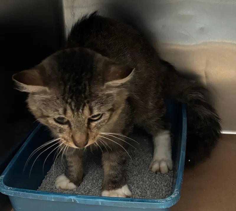 A young large-sized male Domestic Short Hair cat named Sandino for adoption in Cartersville , GA