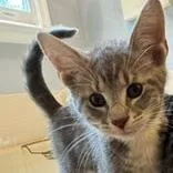 A baby small-sized female Gray / Blue / Silver Domestic Medium Hair cat named Adallie for adoption in Fredericksburg, VA