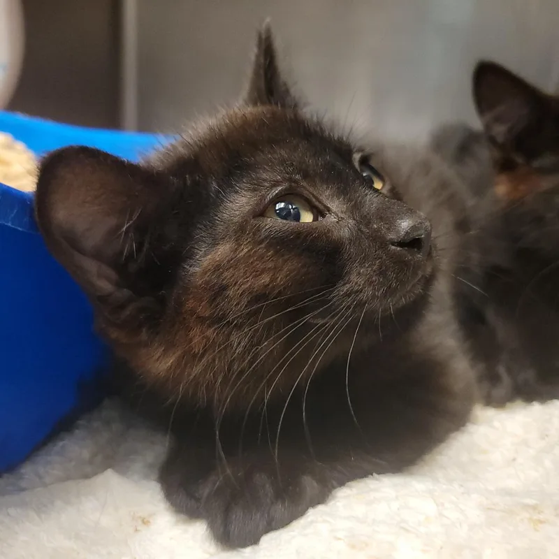 A baby medium-sized male Black Domestic Short Hair cat named Misdreavus for adoption in Plover, WI