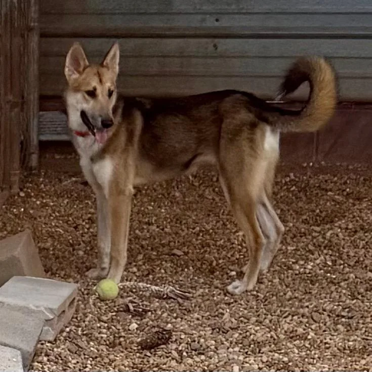 A young medium-sized female Brown / Chocolate Shepherd dog named Cheyenne for adoption in Opelika, AL