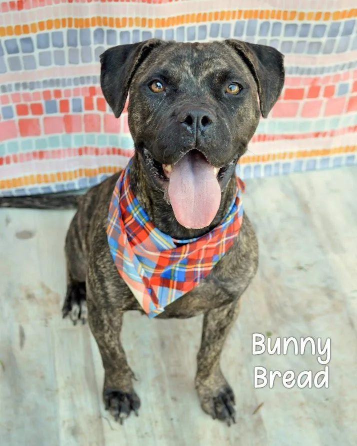Bunny Bread thumbnail 2