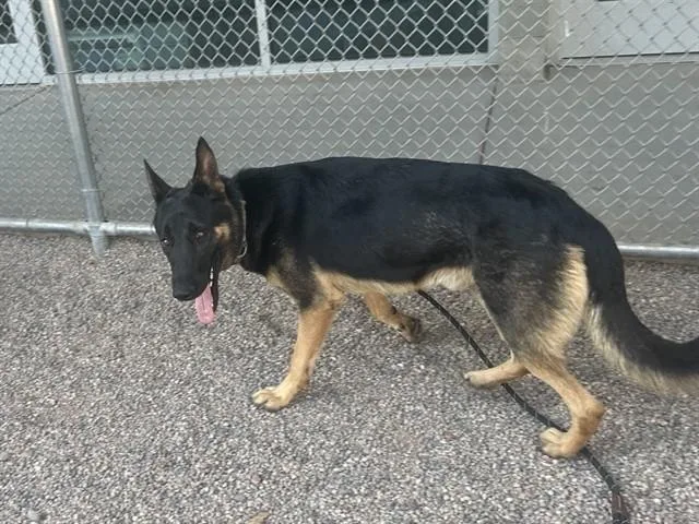 A young large-sized male German Shepherd Dog dog named Demarcus for adoption in Mesa, AZ