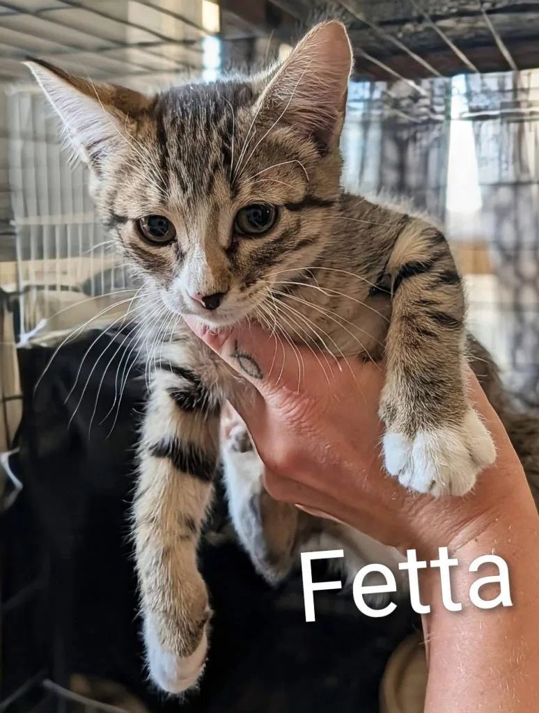 A baby medium-sized female Tabby cat named Fetta for adoption in Grand Junction, CO