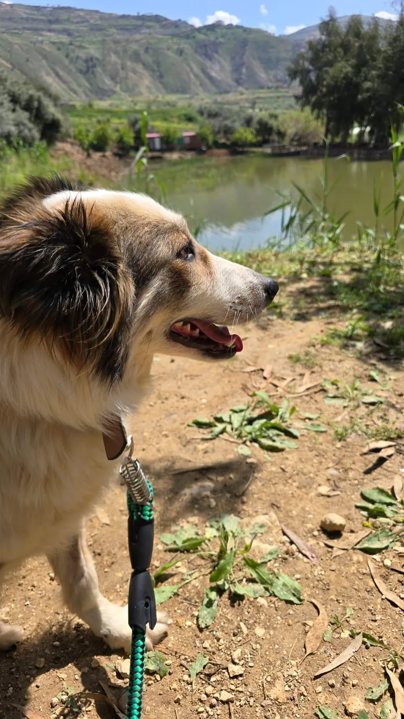 An adult medium-sized female Canaan Dog dog named Anbar  The Special for adoption in Somerset, NJ