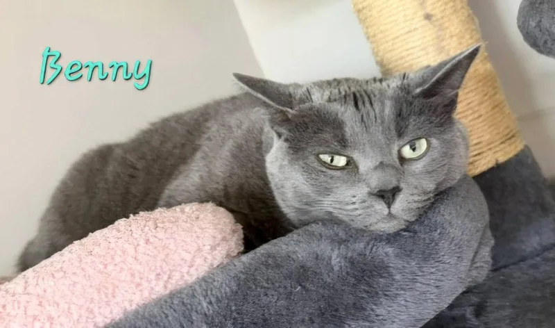 Benny thumbnail 2