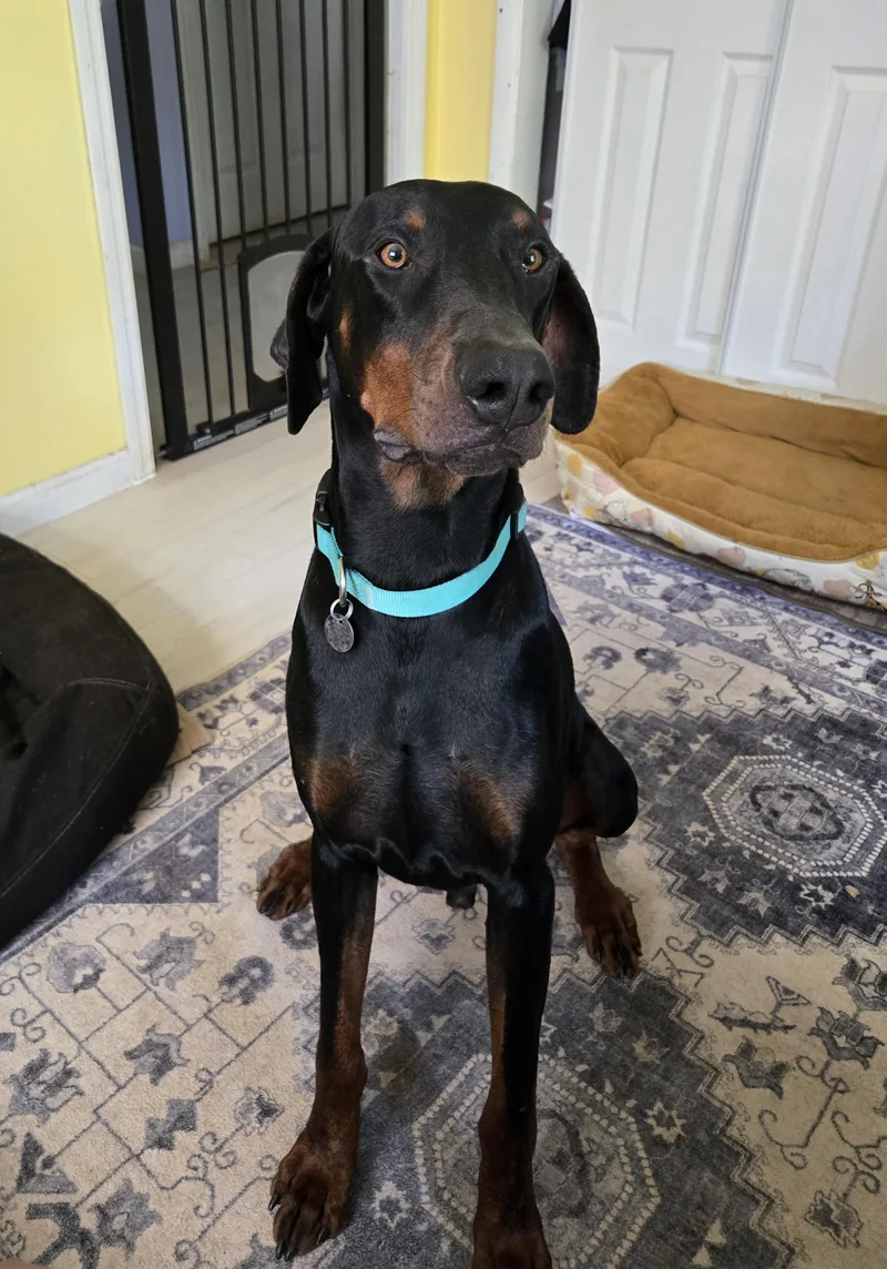 An adult large-sized male Black Doberman Pinscher dog named Kaido for adoption in Knoxville, TN