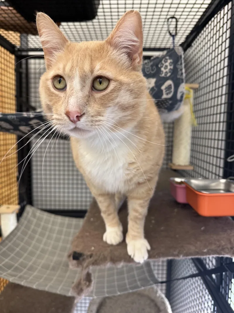 An adult large-sized male Tabby (Buff / Tan / Fawn) Domestic Short Hair cat named Ham Hock for adoption in Portland, OR