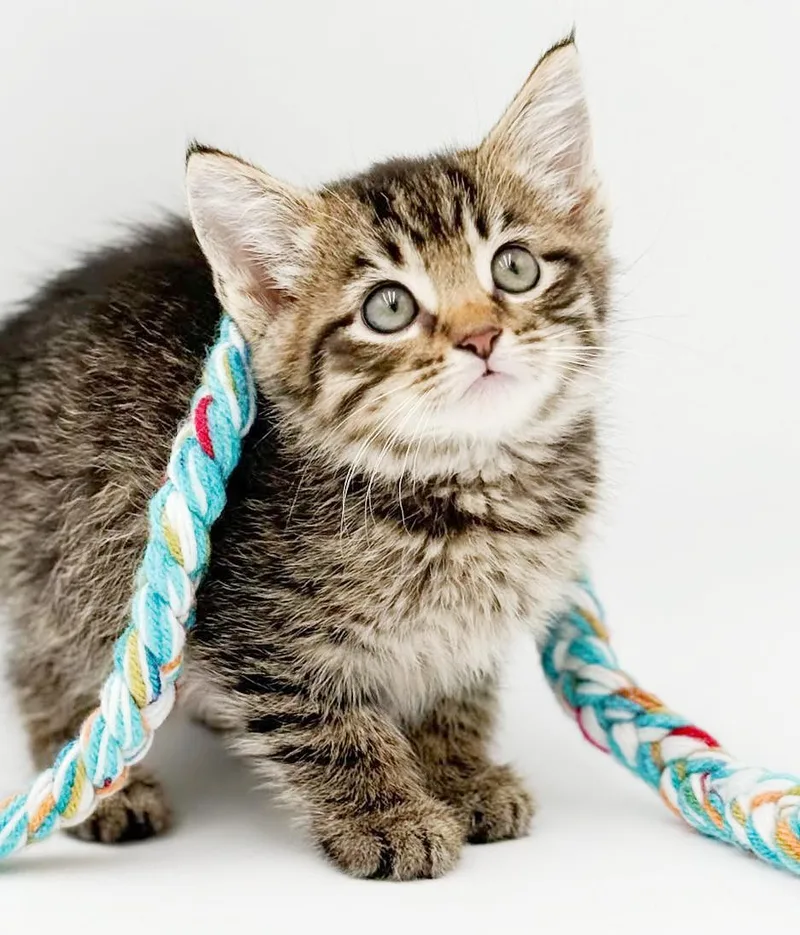 A baby small-sized male Tabby (Brown / Chocolate) Bengal cat named Fetty Wap What for adoption in Bedford Hills, NY