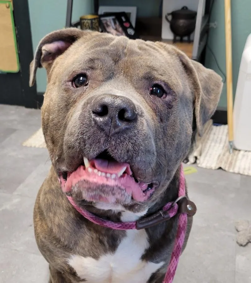 An adult extra large-sized male Gray / Blue / Silver American Bully dog named Frank for adoption in Lisbon, OH