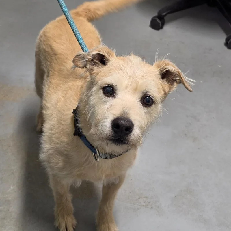 A senior small-sized male Yellow / Tan / Blond / Fawn Mixed Breed dog named Hank for adoption in Troy, IL
