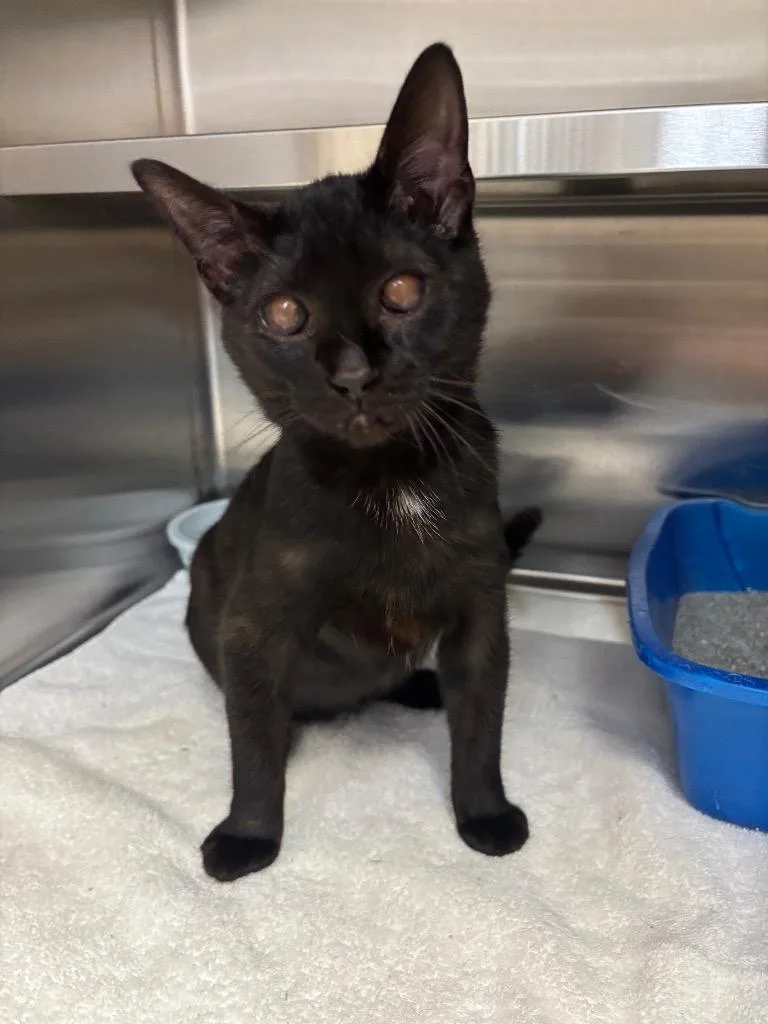 A baby medium-sized female Black Domestic Short Hair cat named Catnip for adoption in Columbus, NE