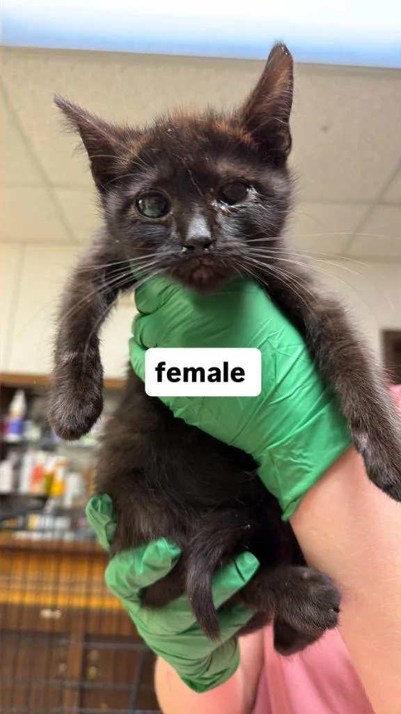 Catnip thumbnail 2