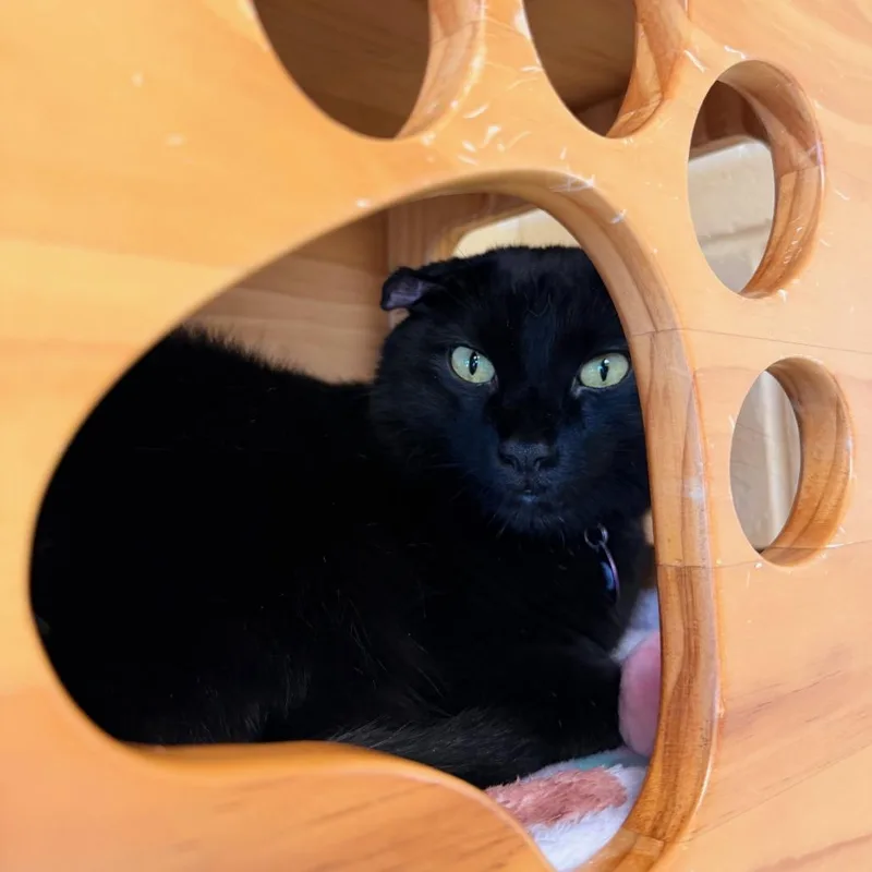 An adult large-sized male Black Domestic Short Hair cat named Shadow for adoption in Waukesha, WI
