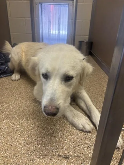 A young medium-sized male Labrador Retriever dog named Everest for adoption in Albuquerque, NM